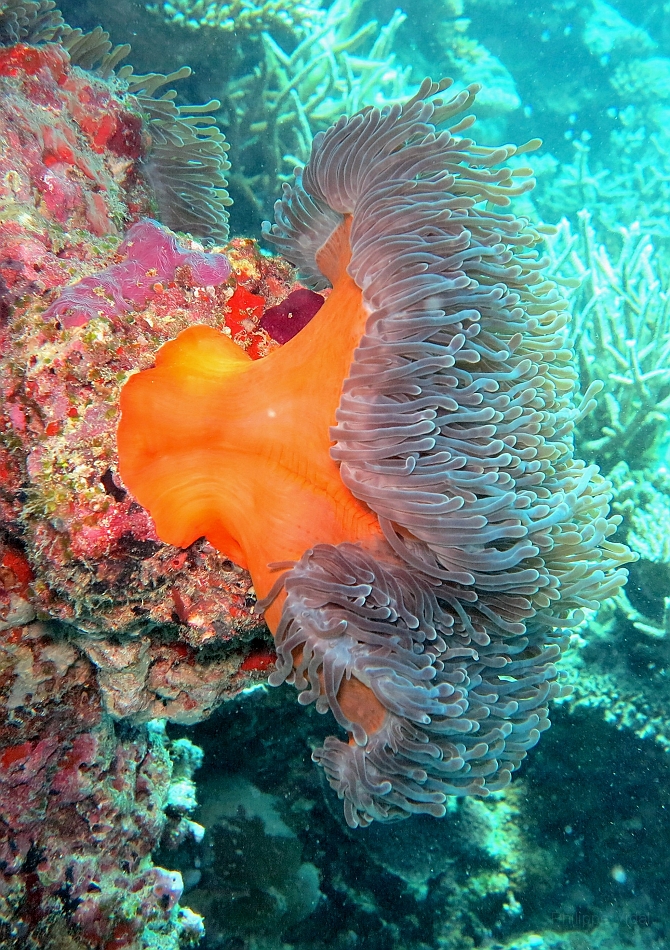 IMG_1319rf_Maldives_Madoogali_Plongee 14_Donagali caves_Actinie_Gyrostoma helianthus.jpg